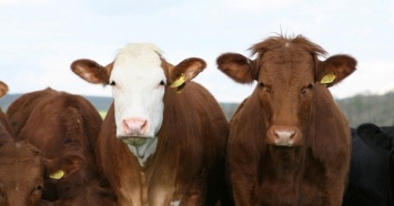 Украина на 22% нарастила импорт крупного рогатого скота