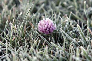 Морозная весна: на Херсонщине на выходных прогнозируют минусовую температуру