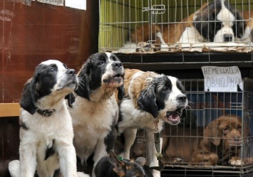 Давно пора: в Днепре начали бороться незаконной продажей животных