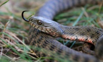 Житель Запорожья встретил на прогулке большую змею - видео