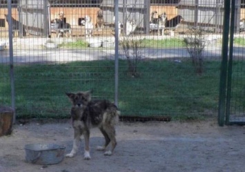 Спасли от живодера: у киевлянина забрали собак, над которыми он издевался