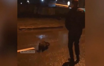 В Харькове по улице гулял дикий бобер