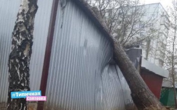 В Харькове дерево рухнуло на магазин (видео)