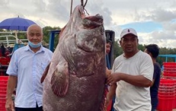 В Малайзии поймали морского окуня весом 161 кг (ФОТО)
