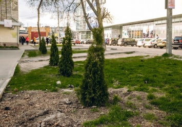 Посадили на этой неделе: возле ТРЦ "Киев" украли восемь деревьев