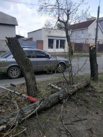 Северодончане на страже порядка: «Мужчина самовольно спиливает деревья по улице Донецкой»