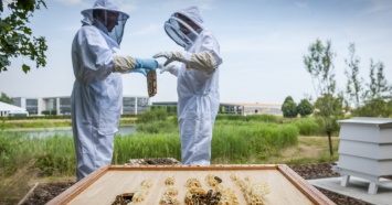 Rolls-Royce ищет людей на вакансию пчеловода