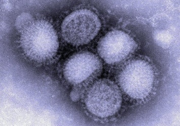 В Одесской области подтвердили новый вид гриппа: чем он отличается