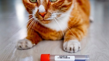 Covid: ученые обнаружили больше доказательств передачи вируса от человека к кошке