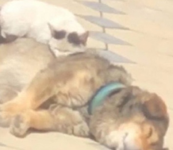 Захотел тепла: кот задремал на большой собаке