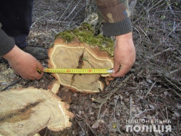 В Мелитопольском районе попались "черные лесорубы" (фото)