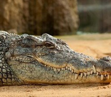 Видеохит: Огромный крокодил открыл для себя прелести водной горки