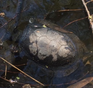 Экологическая катастрофа: В озере «Куриное» из-за сброса нечистот массово погибают черепахи