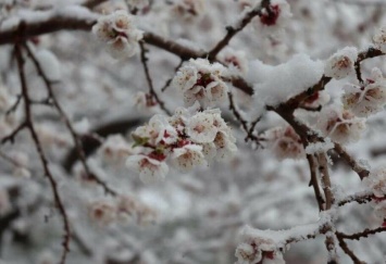 А за окном белым-бело: в Киевскую область вернулась зима и выпал снег, - ВИДЕО