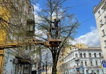 Сохрани деревья: активисты собирают деньги для спасения лип на Подоле