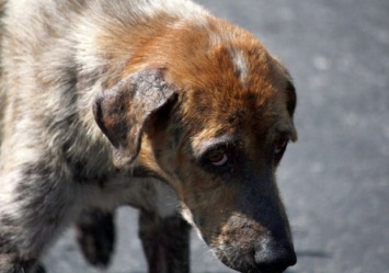 Погибли в страшных муках: в Днепре отравили более 20 собак