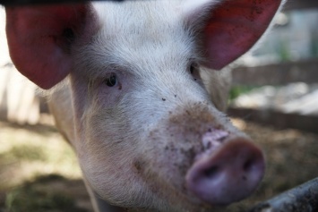 В Киеве зафиксировали случай африканской чумы свиней