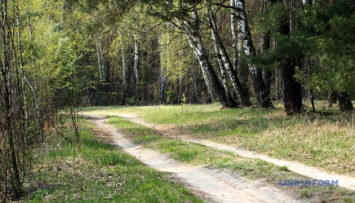 Украине следует переводить леса в частную собственность - эксперты