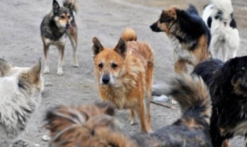 В запорожском селе бездомные собаки разрывают домашний скот