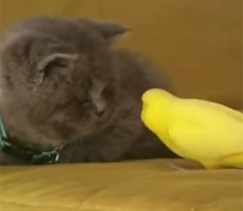 Смелый попугай напугал котенка и попал на видео