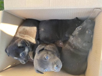 В Днепре всем районом спасали щенков, которые жили в люке