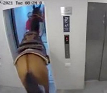 Видео дня: житель Тель-Авива завел в лифт живую лошадь и поднялся с ней на шестой этаж