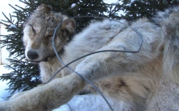 "Единоросс" Хахалов запытал до смерти живого волка, раздавив его снегоходом