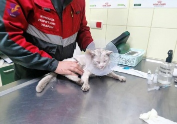 Спасите Лифтера: КАРГ собирает деньги на лечение кота, упавшего в шахту лифта