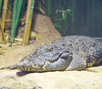 В Китае онлайн-магазин прислал покупателю крокодила вместо рыбки