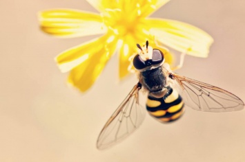 В Нидерландах провели национальную перепись пчел