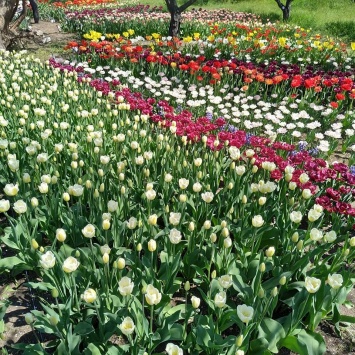 В херсонском ботсаду зацвели тысячи тюльпанов
