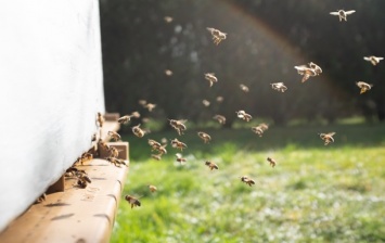 В Нидерландах провели четвертую национальную перепись пчел