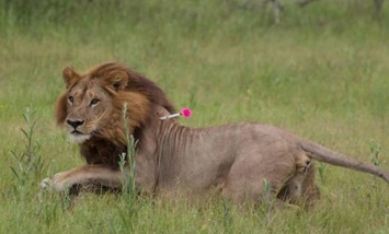 Южная Африка запретит разводить в неволе львов для трофейной охоты