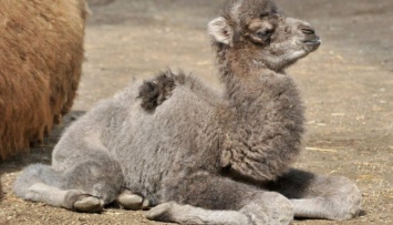 В зоопарке Мариуполя родился верблюжонок