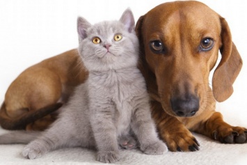 Кто умнее - кошки или собаки: интеллект животных сравнили ученые