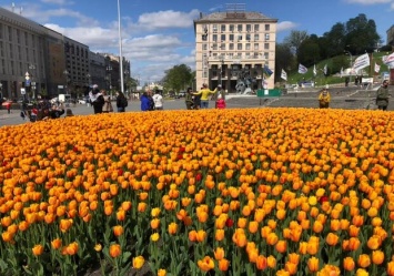 В центре Киева расцвели 100 тысяч голландских тюльпанов