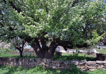 Самое старое дерево региона: в Одесской области расцвела 300-летняя груша