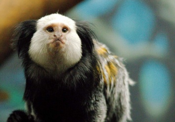 Улыбнитесь: в Бердянском зоопарке показали детенышей карликовых обезьян