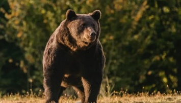 Принца Лихтенштейна обвинили в убийстве самого крупного медведя в Евросоюзе