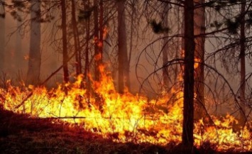 С начала 2021 года на Днепропетровщине выгорело около 800 га растительности