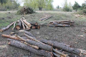 На Днепропетровщине возобновляет работу особая группа по выявлению «черных» дровосеков