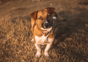 Нелюди: в лесу под Киевом неизвестные бросили собаку со связанными лапами