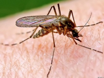 В США в дикую природу выпустили генетически модифицированных комаров