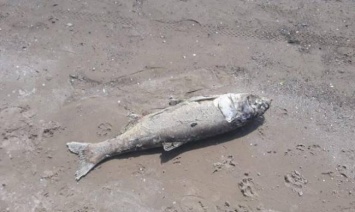 Крупную мертвую рыбу выбросило на берег реки в Запорожье