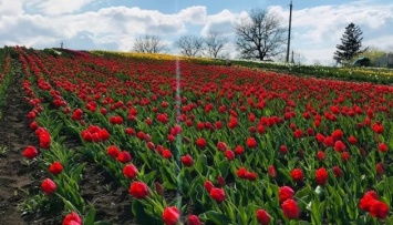 На Хмельнитчине расцвело тюльпаново-нарциссовое поле