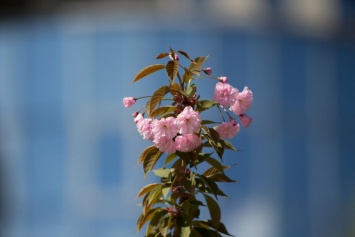 Красивая фотозона Днепра раскинула розовые цветы: как выглядит аллея сакур возле монумента Славы