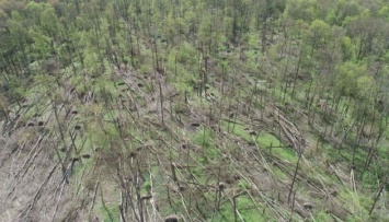В Житомирской области от смерча пострадали 20 гектаров леса