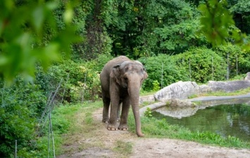 В США слониха судится с зоопарком - требует отправить ее в заповедник (ФОТО)