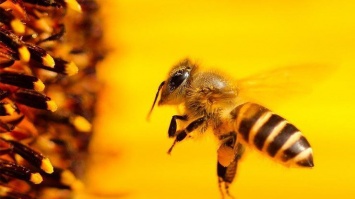 Пчелиный "нюх": насекомые получили шокирующую коронавирусную функцию