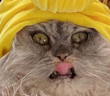 "Готовый мем": Кейт Бекинсейл насмешила поклонников фото со своим котом